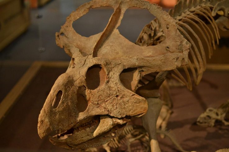 3_21_Protoceratops 3_21_Protoceratops