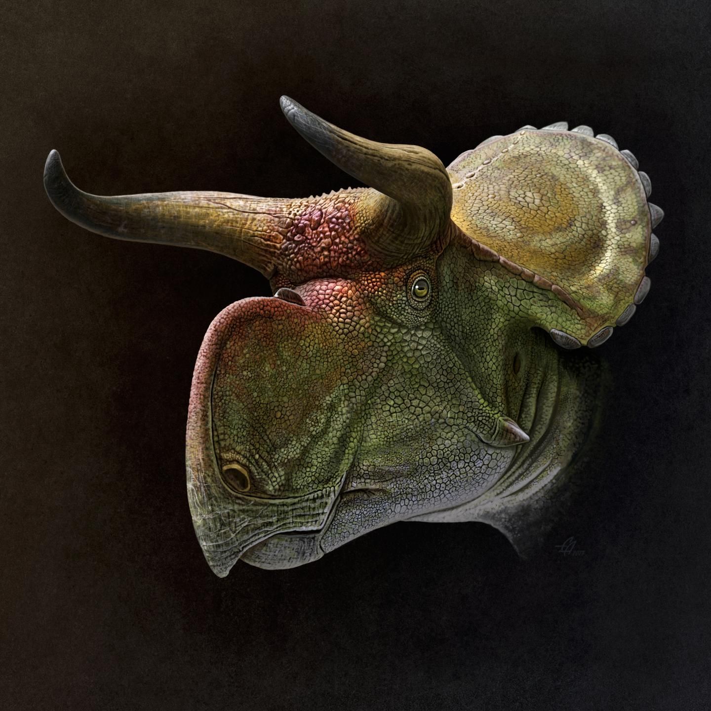 3_21_Nasutoceratops reconstruction