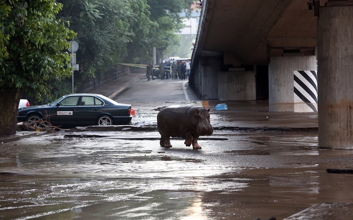 Hippo escapes zoo Georgia