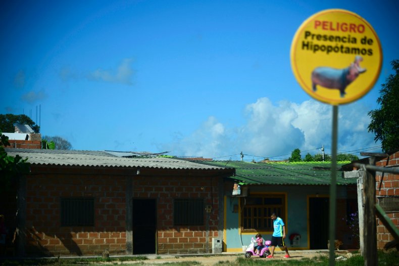Hippos in colombia Pablo Escobar