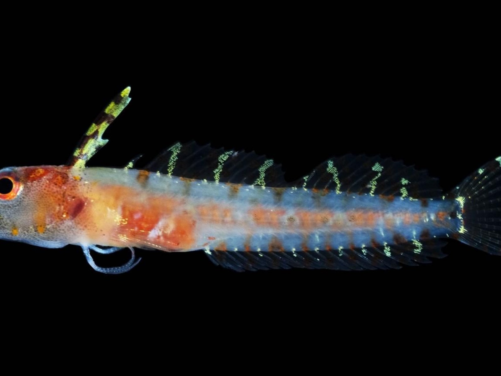 A Hidden Ocean 'Twilight Zone' Has Been Discovered That's Filled with New Species A Hidden Ocean 'Twilight Zone' Has Been Discovered That's Filled with New Species