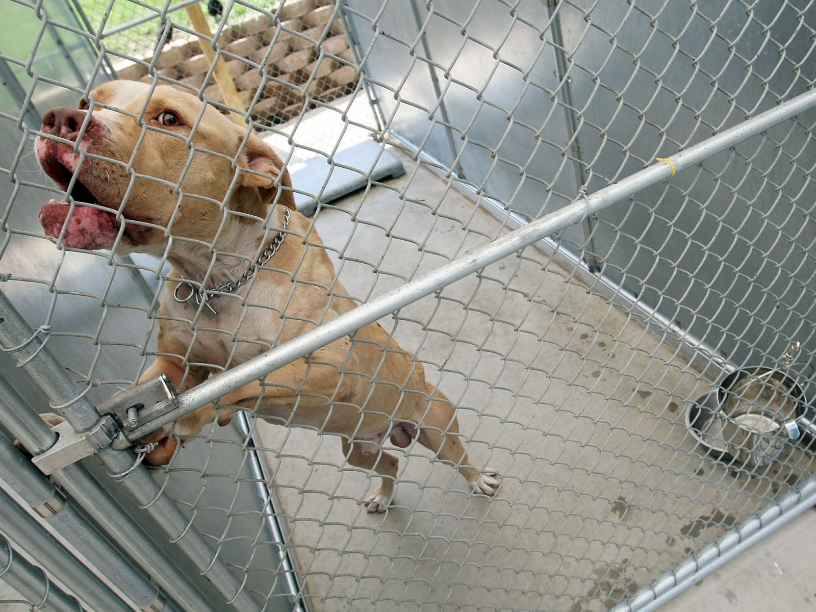 Animal Cruelty: Which State Is the Worst at Protecting Animals?