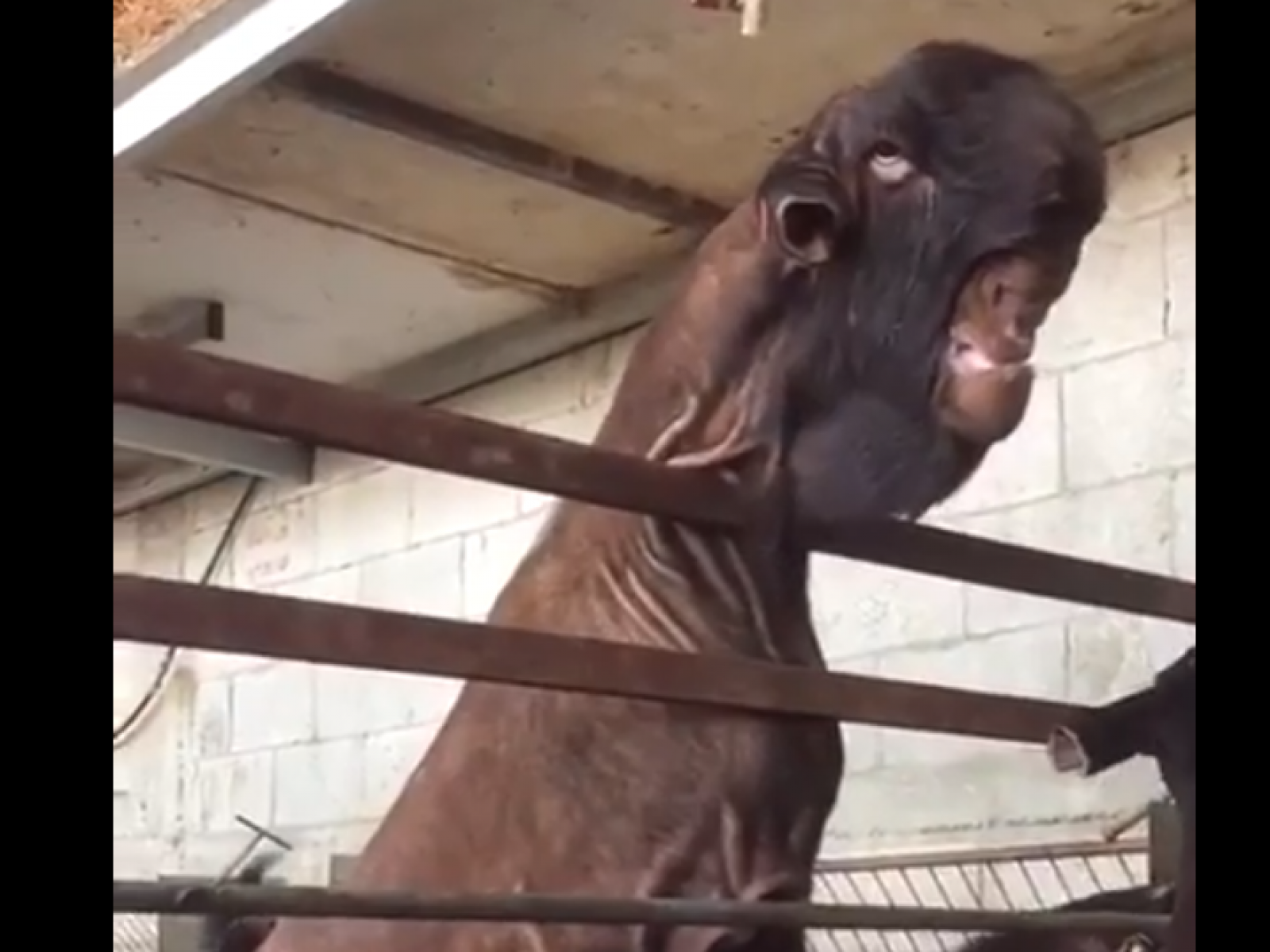 Viral Damascus 'Goat Monster' Is a Real Goat — You Should See Him in Baby  Form
