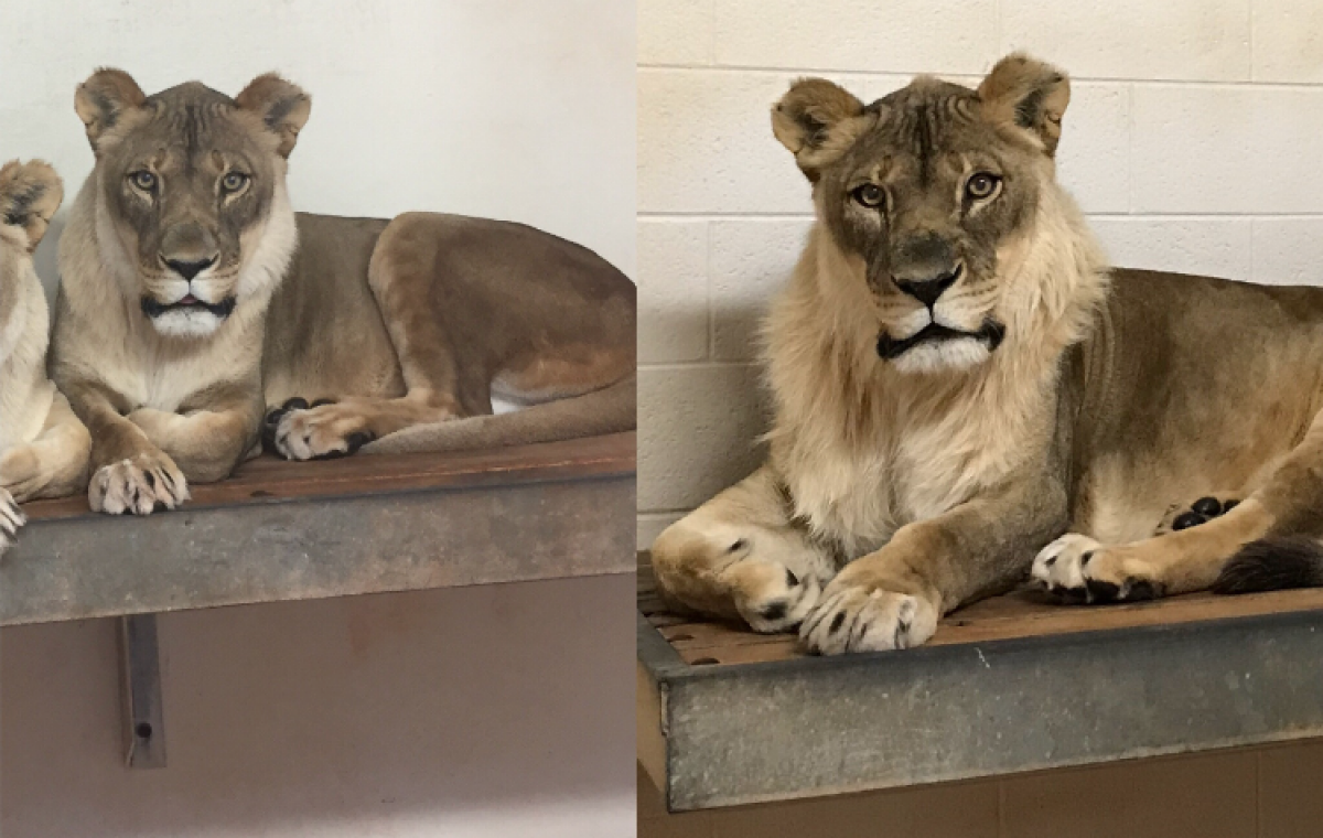 OKC Zoo Lion Bridget Comparison Photo Credit Amanda Sorenson