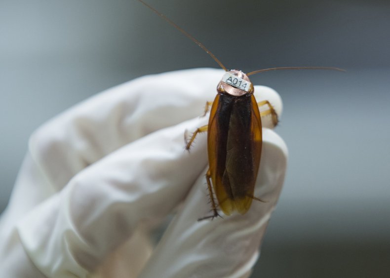 03_22_roach