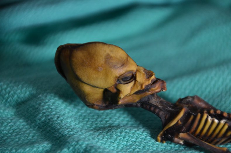 Atacama_head