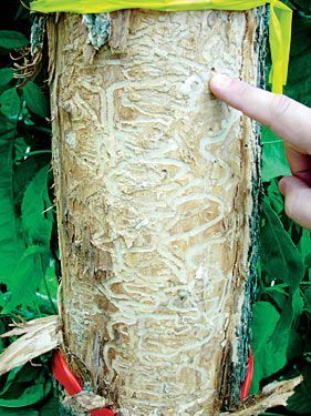 Green_ash_killed_by_Emerald_Ash_Borer Green_ash_killed_by_Emerald_Ash_Borer