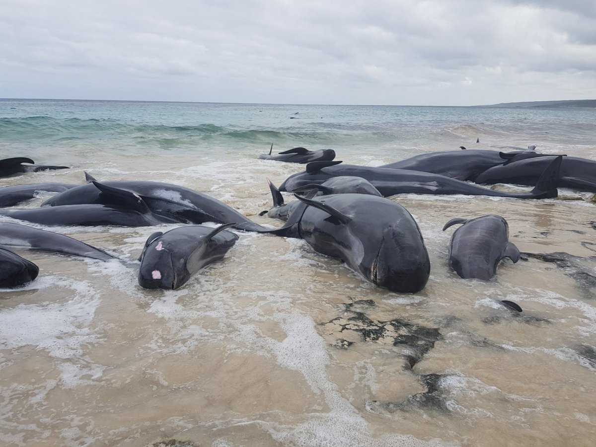 Pilot whales beached in Australia