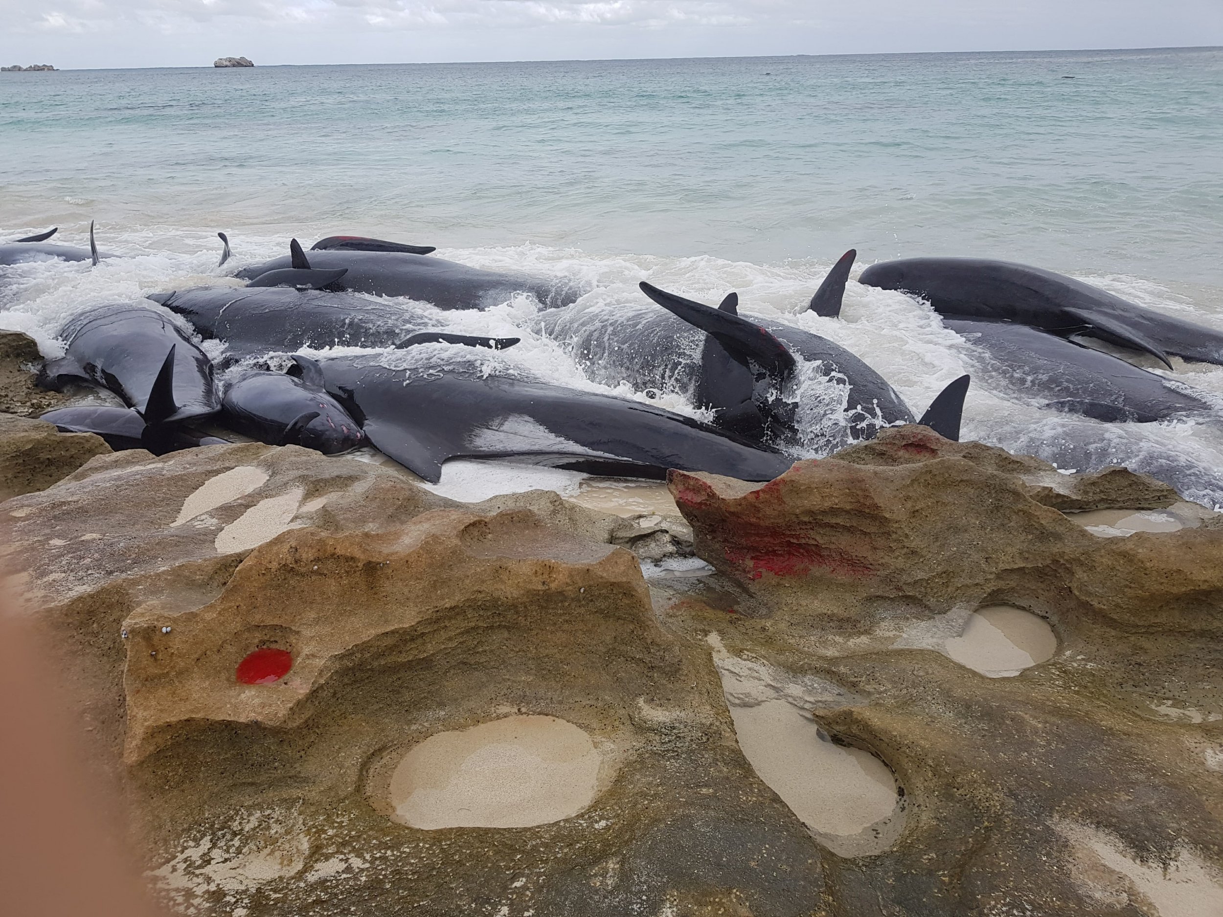 135 Pilot Whales Dead In Horrific Mass Beaching As Rescuers Rush To ...