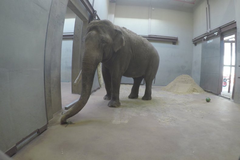 spike the elephant spike the elephant