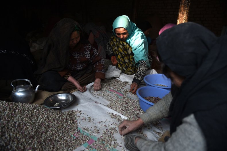 Pistachios in Afghanistan