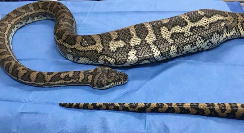 herpvetsnake
