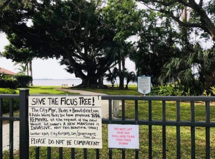 ficus tree ficus tree
