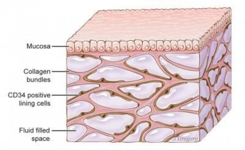 interstitium