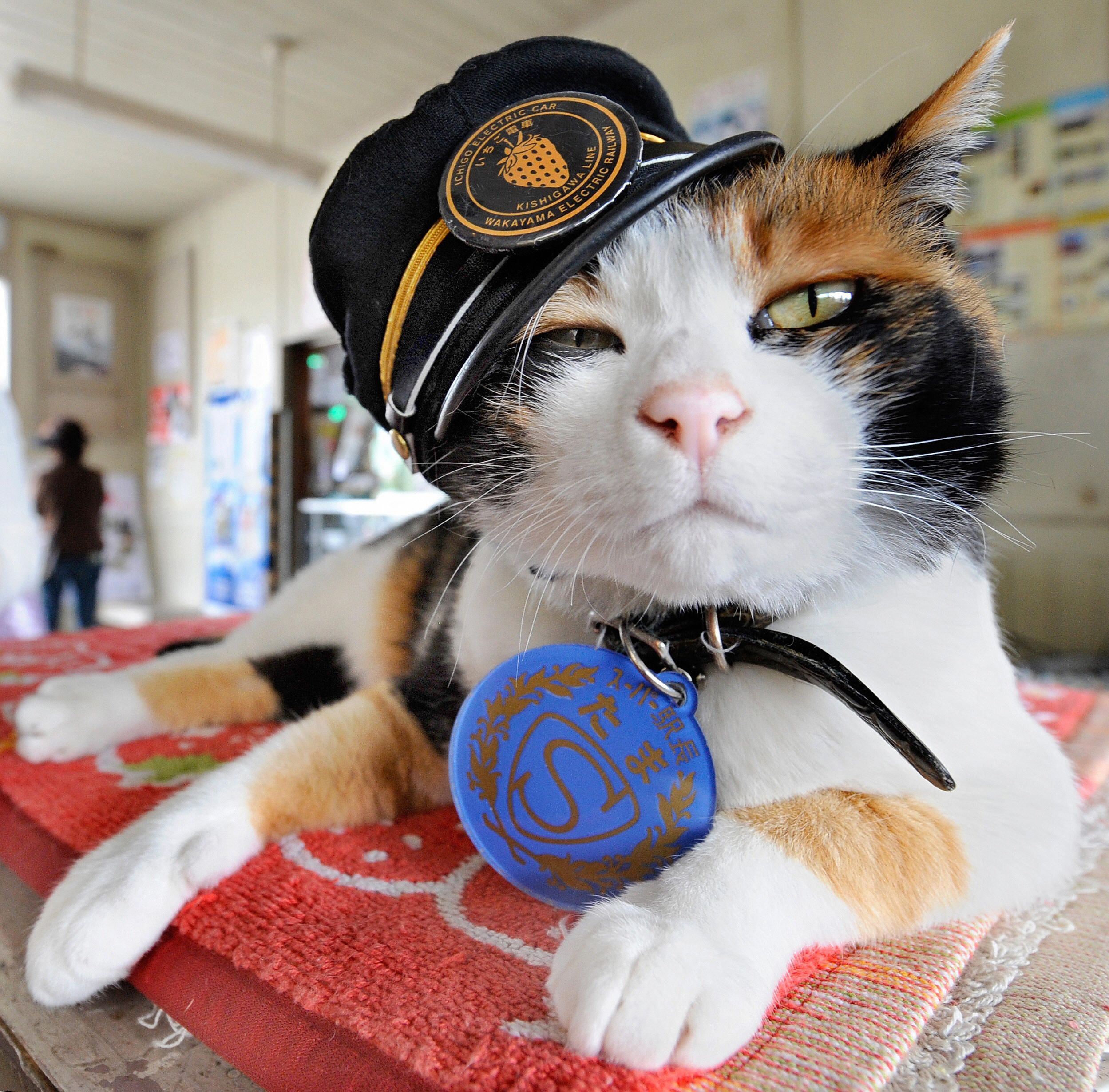 Freak Cat Genetically Impossible Male Calico Barred From Cat Fanciers Association Show