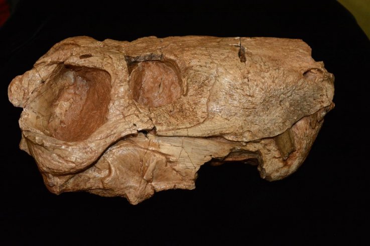 gorgonopsian gorgonopsian
