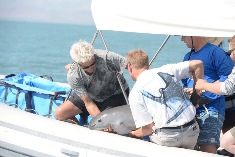 vaquita-conservation