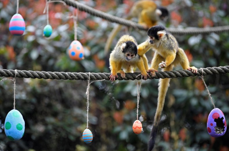 3_29_Monkeys Eggs