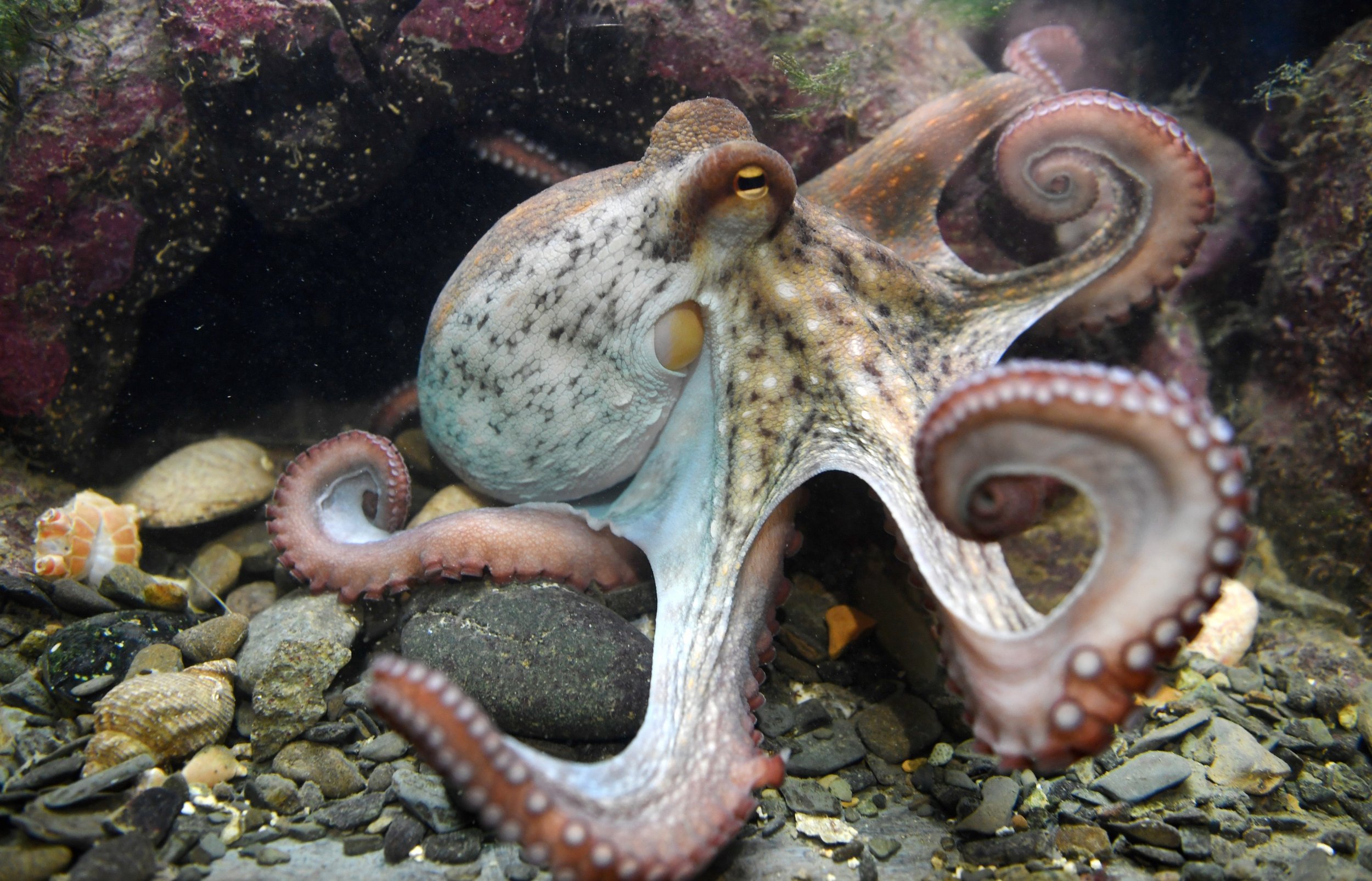 how smart are octopus