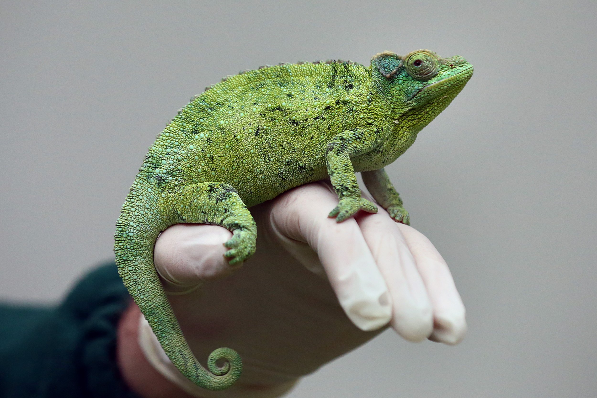 Watch: Bizarre New Skinlike Material Changes Color Just Like A Chameleon