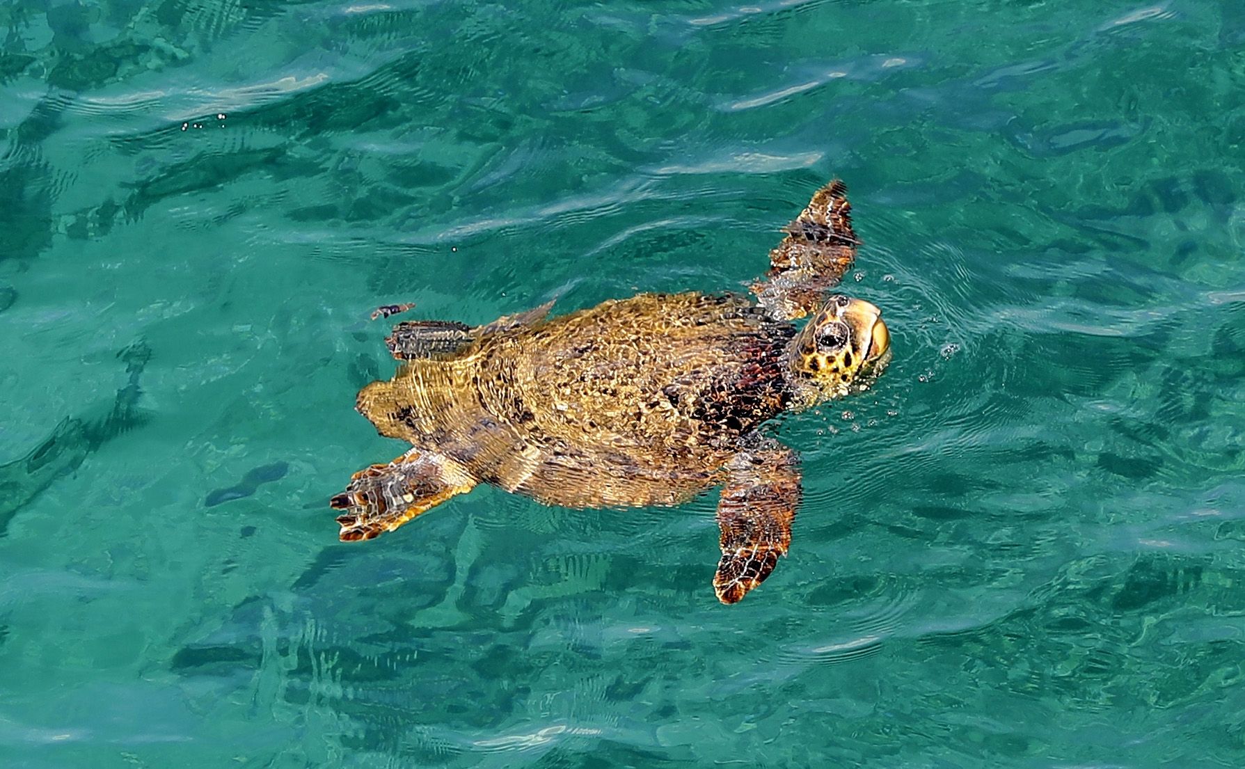 sea-turtles-move-flippers-in-karate-like-moves-to-take-on-prey