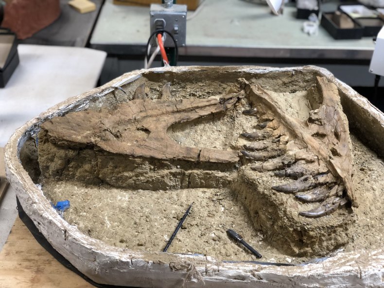 03_30_tyrannosaur_fossil_specimen