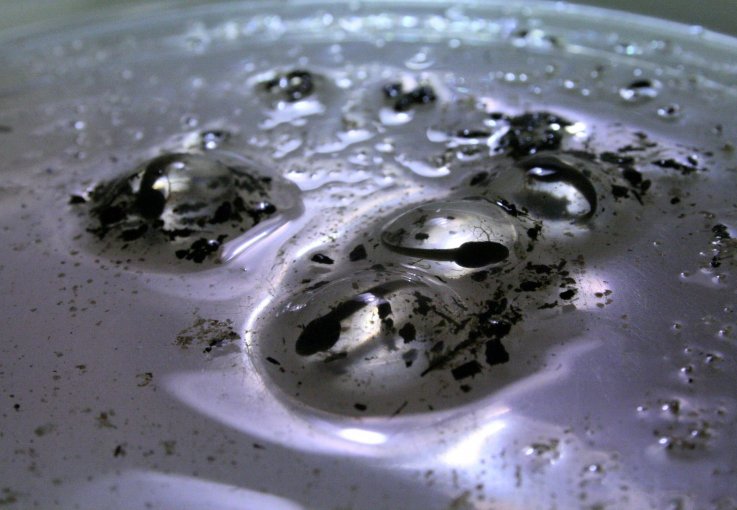 TadpoleEggs TadpoleEggs