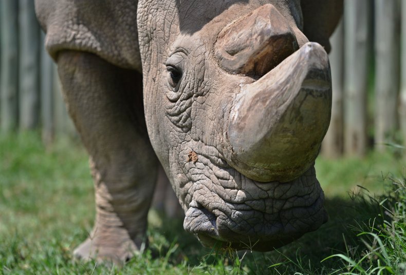 4_1_Sudan Rhino