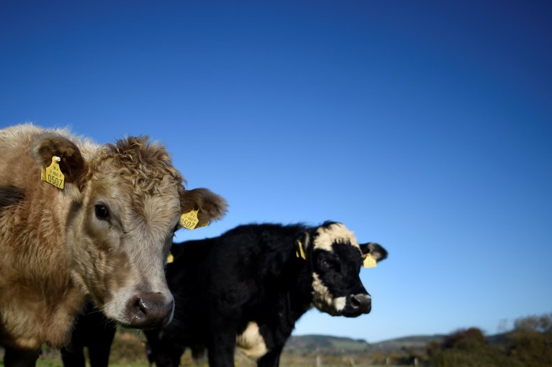 cows-pasture