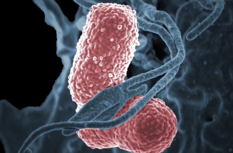 klebsiella drug resistant