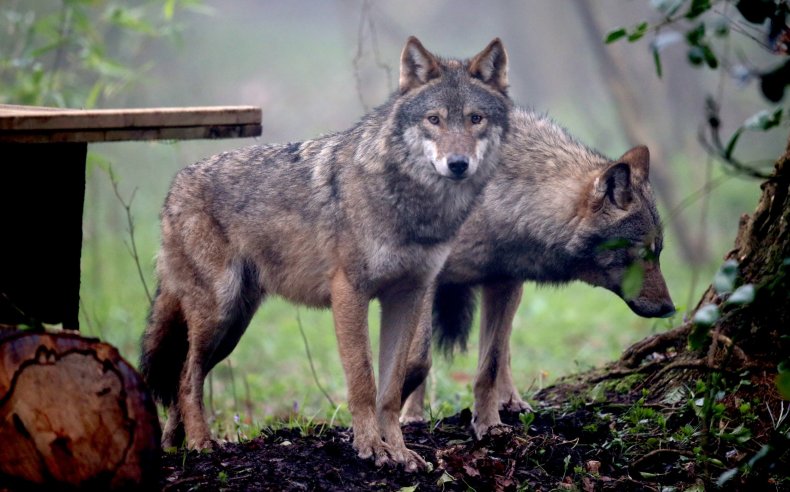 Wolves