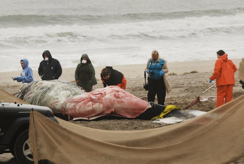 Dead Whale