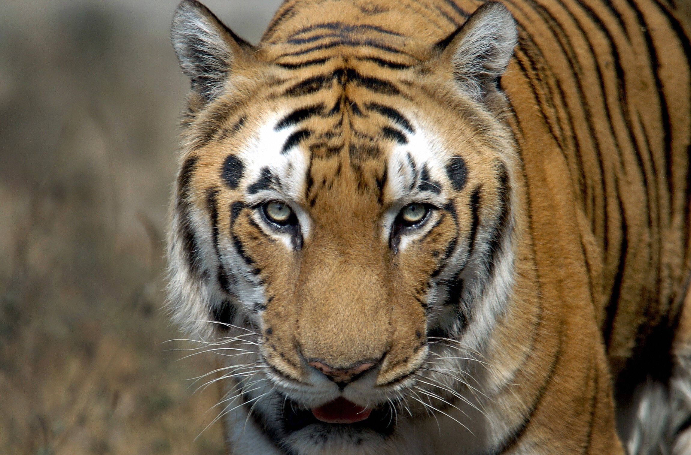 Bengal tiger