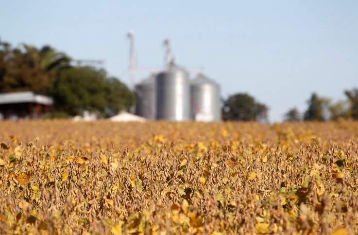 Soybeans Soybeans