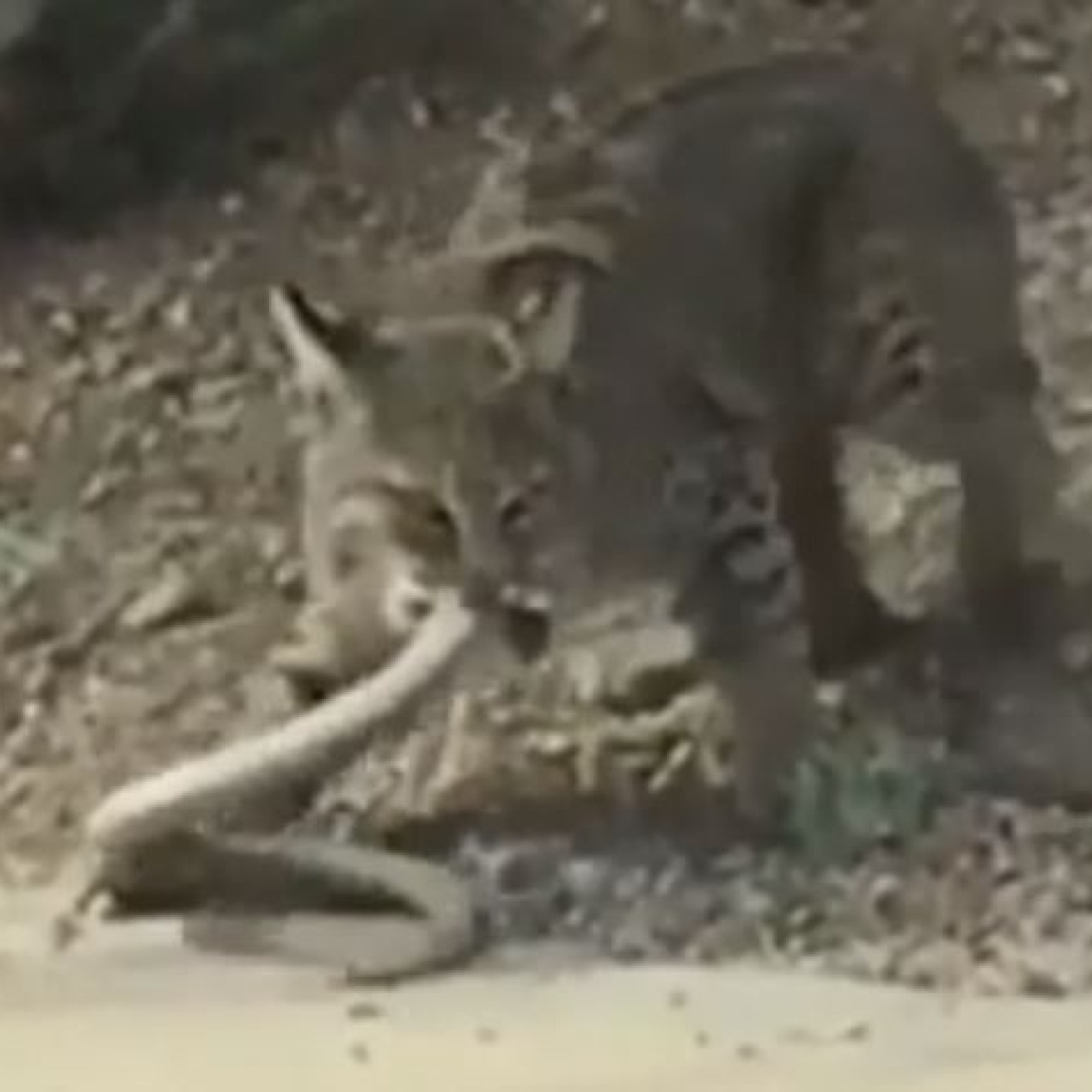 Wildcat Attack Bobcat Attacks In Arizona