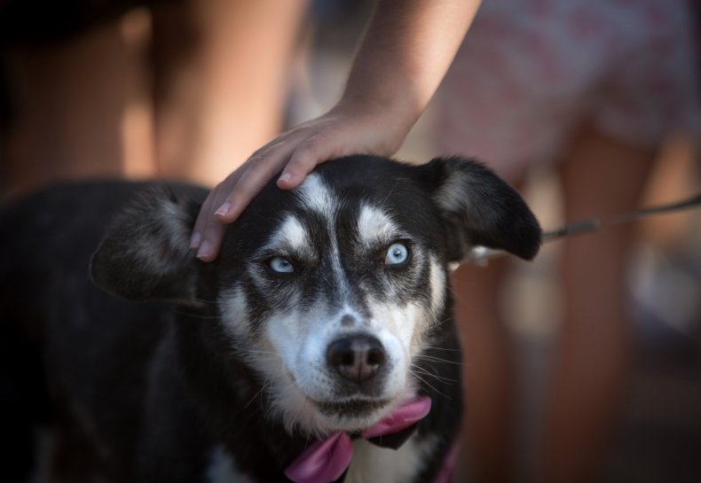 4_7_Dog