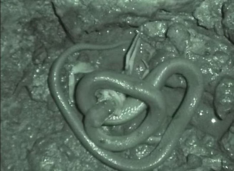 Snake