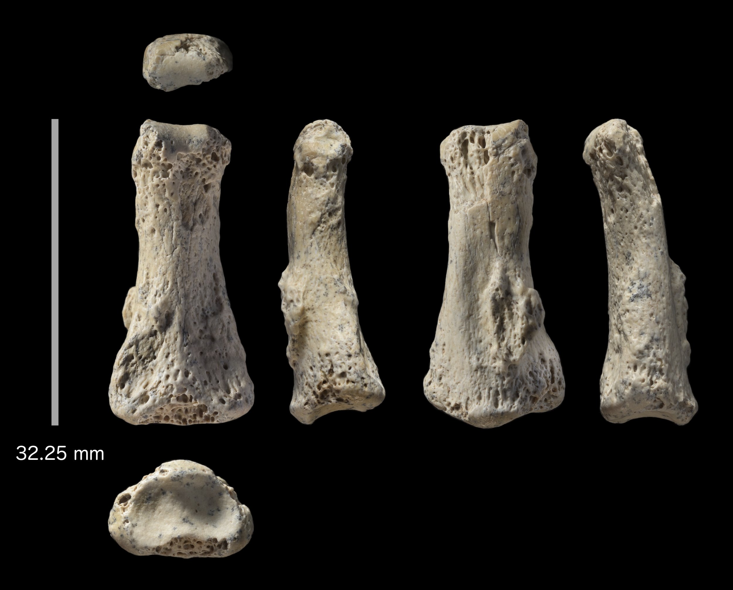 4_9_Ancient fossil finger