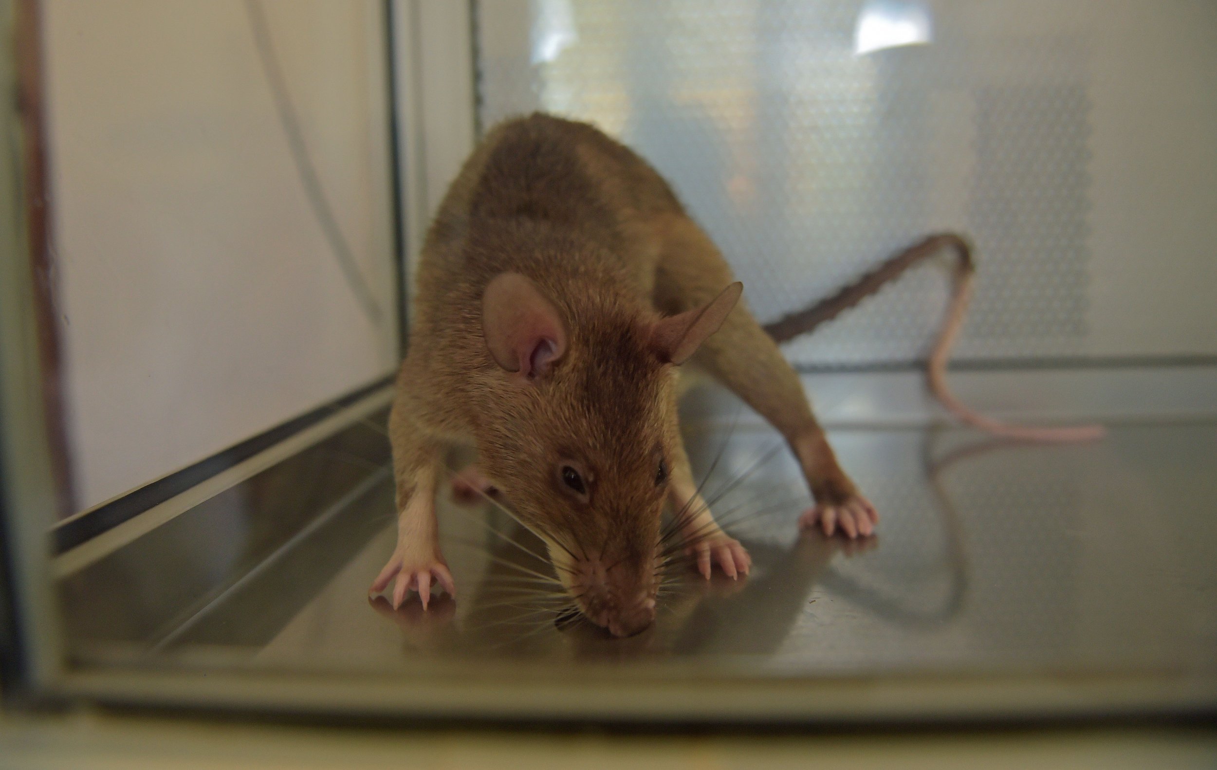 Rats Can Detect This Deadly Disease in Children More Accurately than 