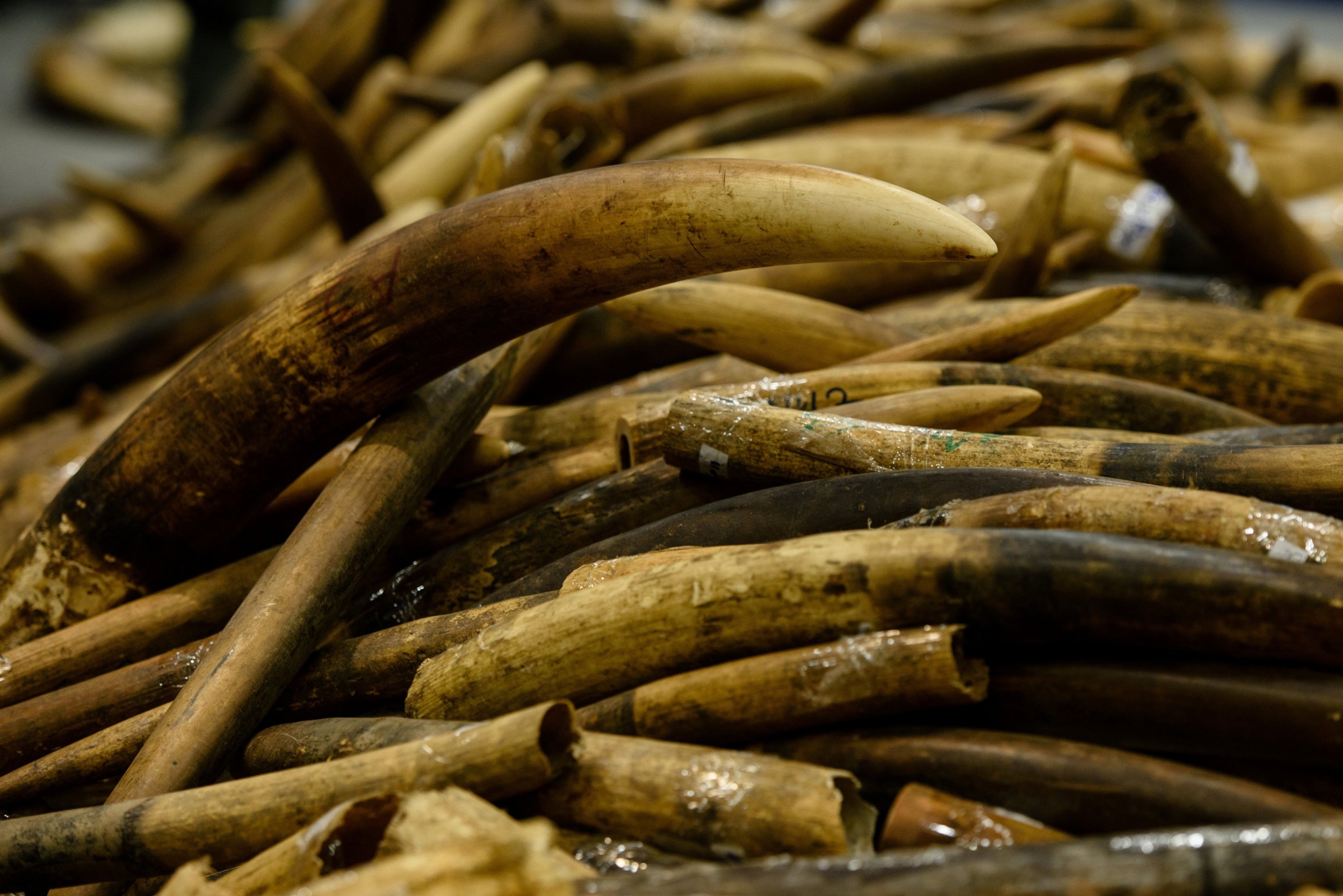 Ivory Trade