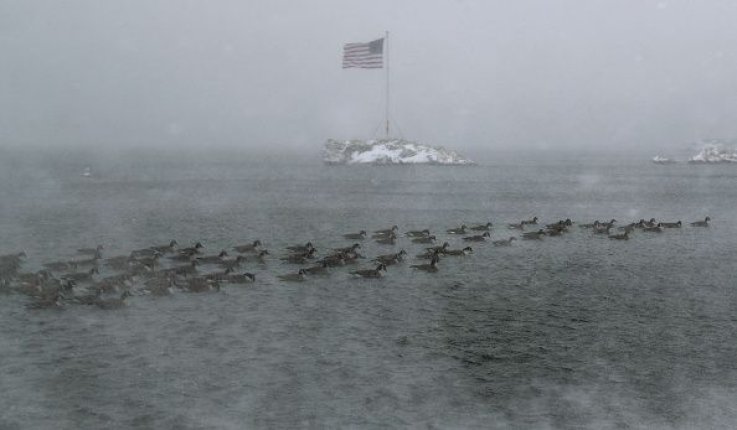 Geese Geese