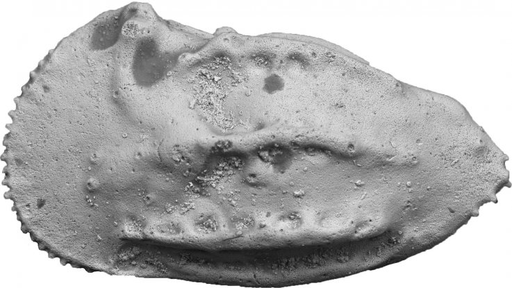 4_11_Male Ostracod 4_11_Male Ostracod