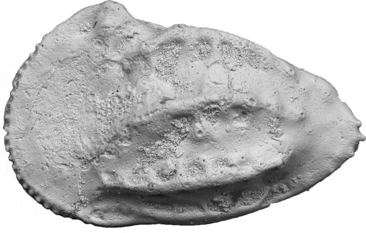 4_11_Female ostracod 4_11_Female ostracod