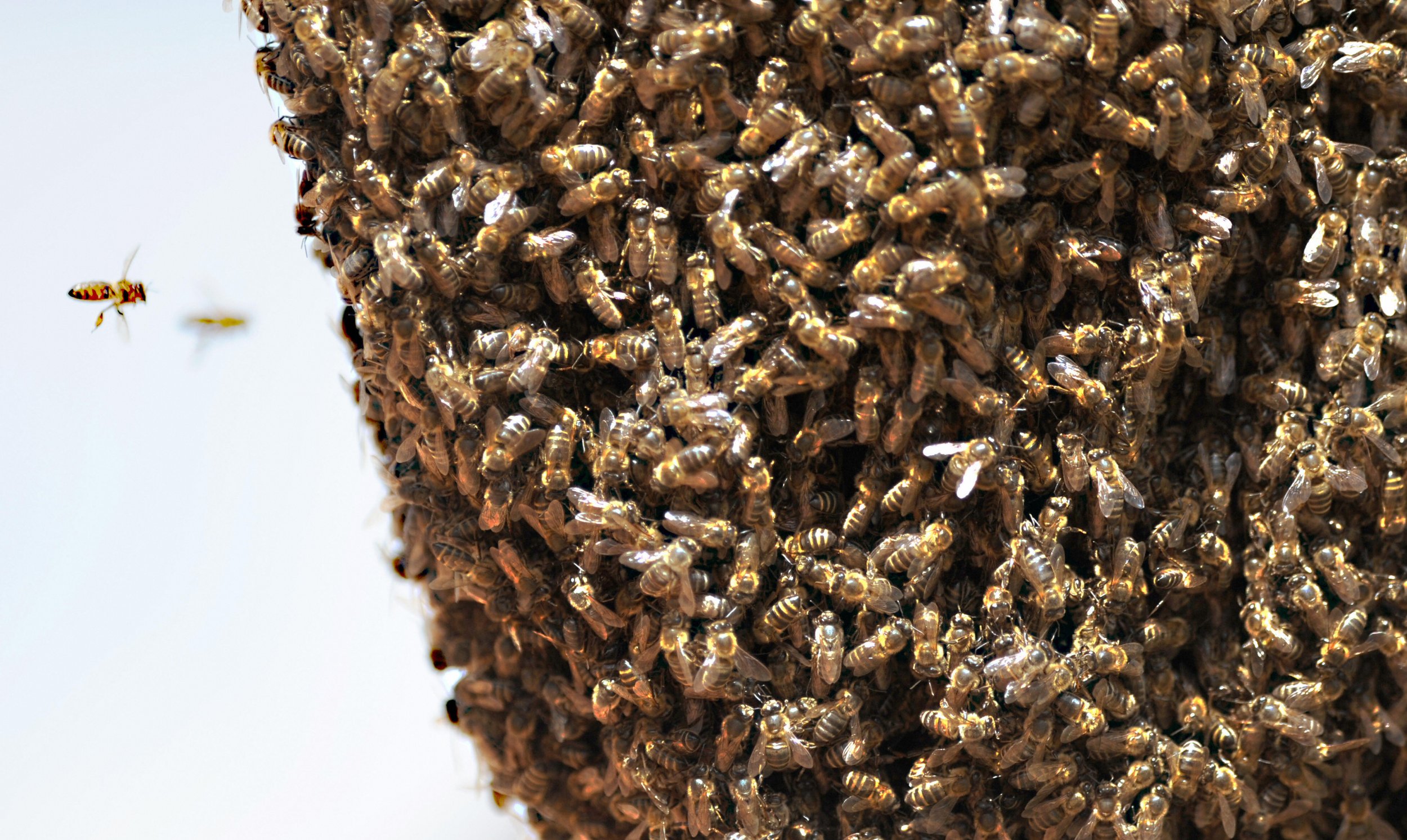 Nearly 1 Million Aggressive Killer Bees Invade El Paso Home