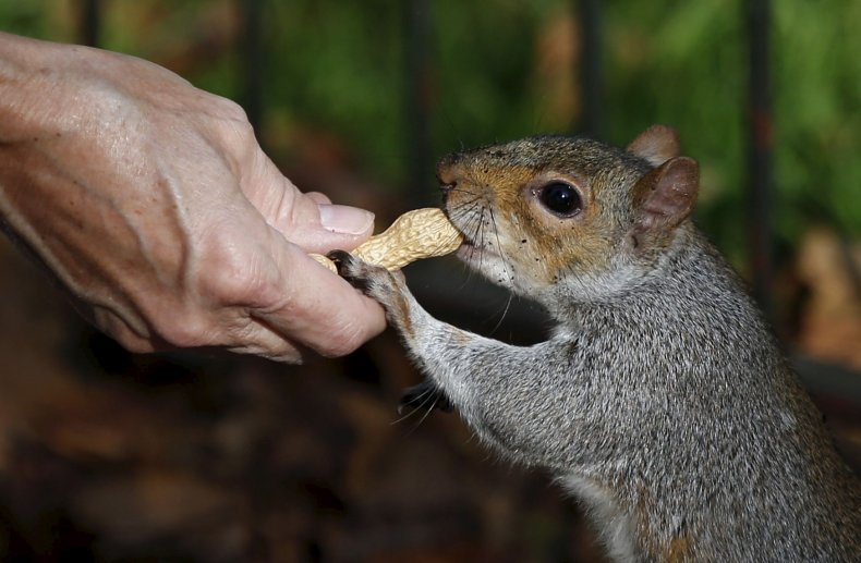 PeanutandSquirrel PeanutandSquirrel
