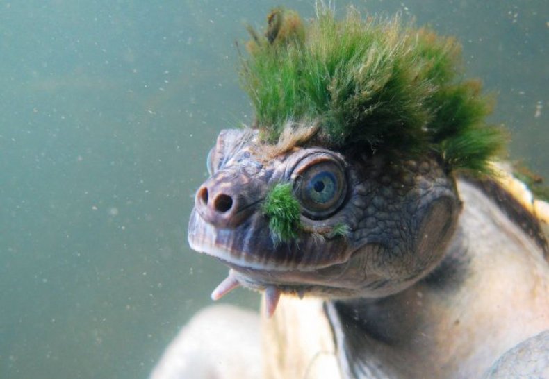 mary-river-turtle