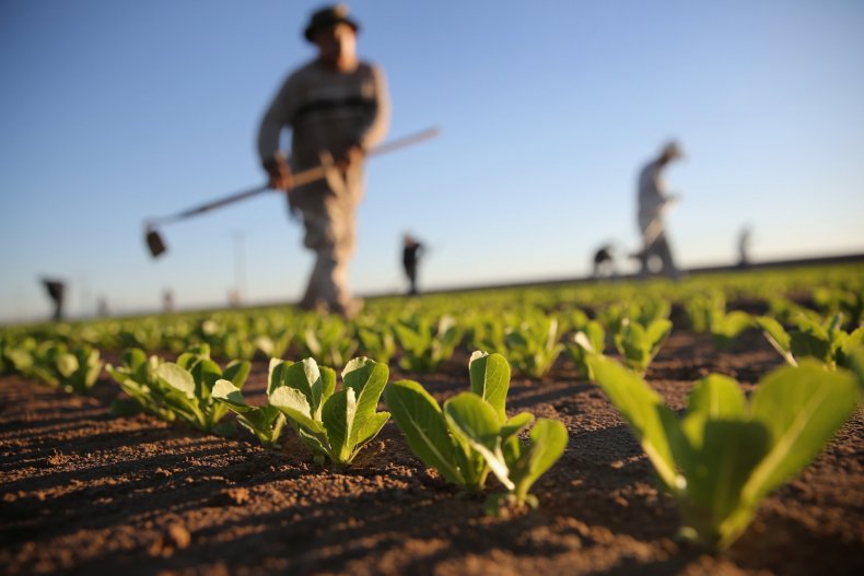 Holtville California Romaine Lettuce