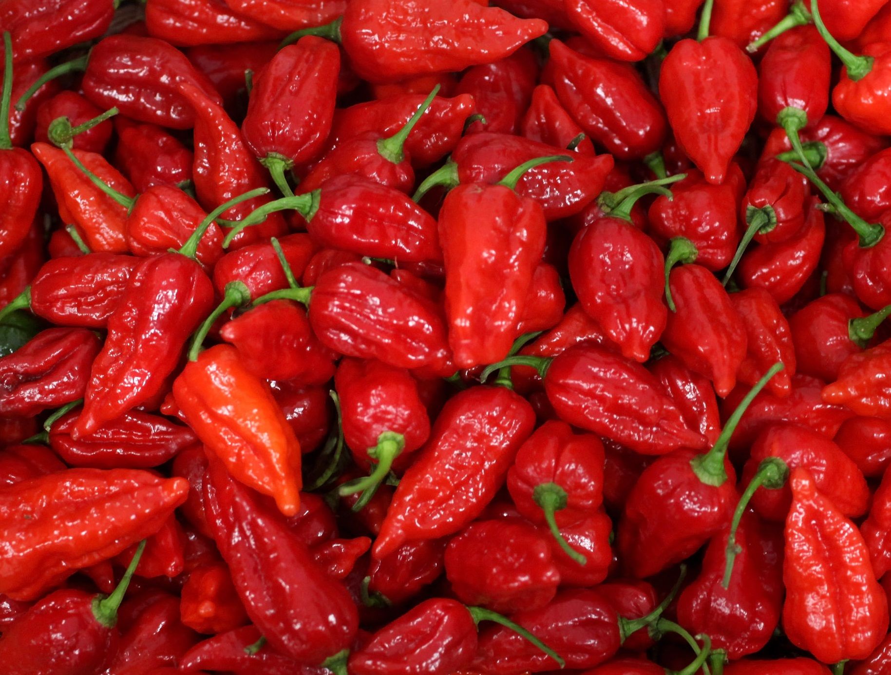 Carolina Reaper is the world 's hottest chilli – EAT ME