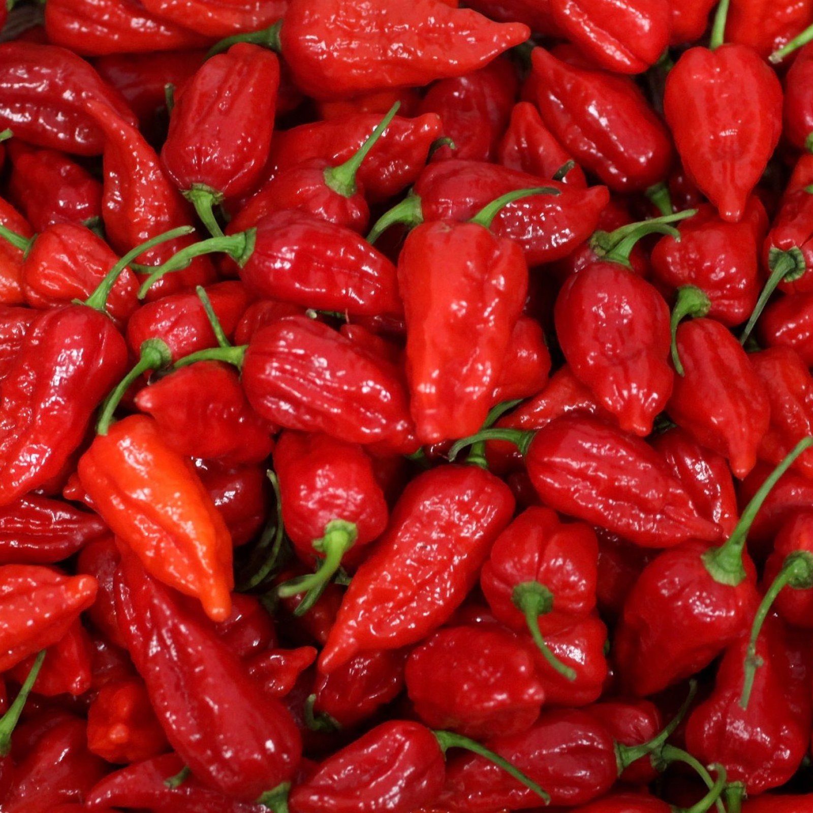 Carolina Reaper: The Hottest Chili on Earth