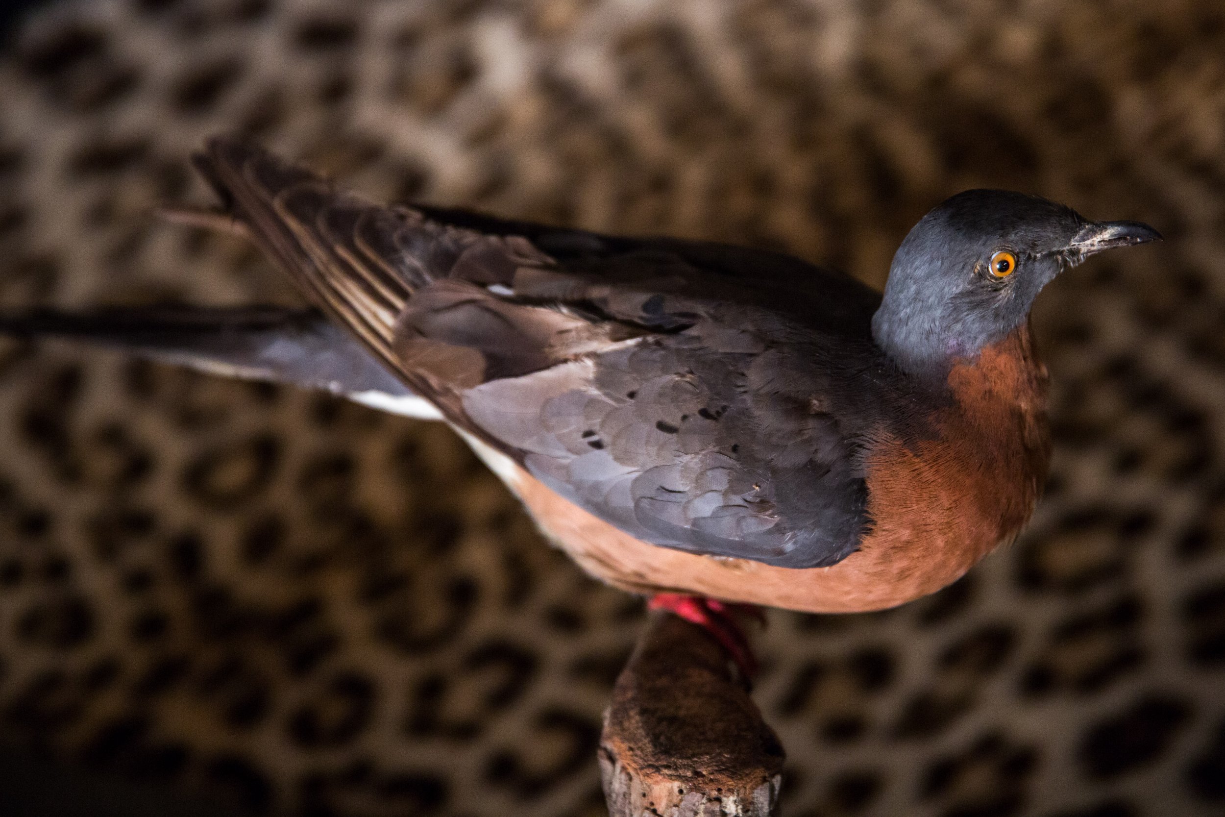 Passenger Pigeon